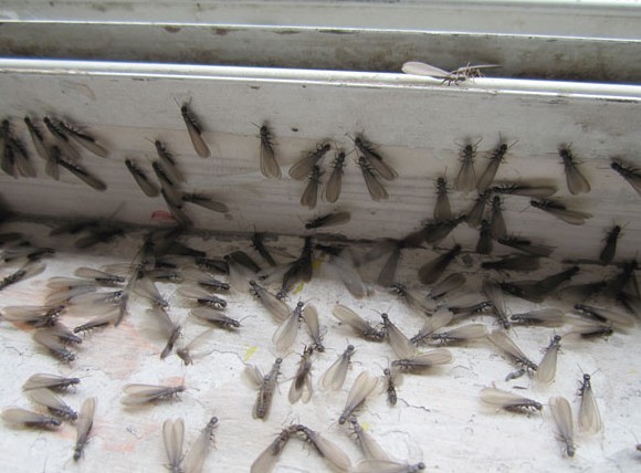 杀蟑螂-杀蚊子-灭鼠-除四害